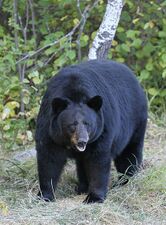 الدب الأسود الأمريكي (Ursus americanus) على مقربة من ماونتن بارك، مانيتوبا، كندا