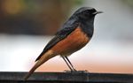 Black redstart, Sector 38 West, Chandigarh, India.JPG