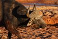 جاموس الرأس في صحراء كالاهاري، جنوب أفريقيا.