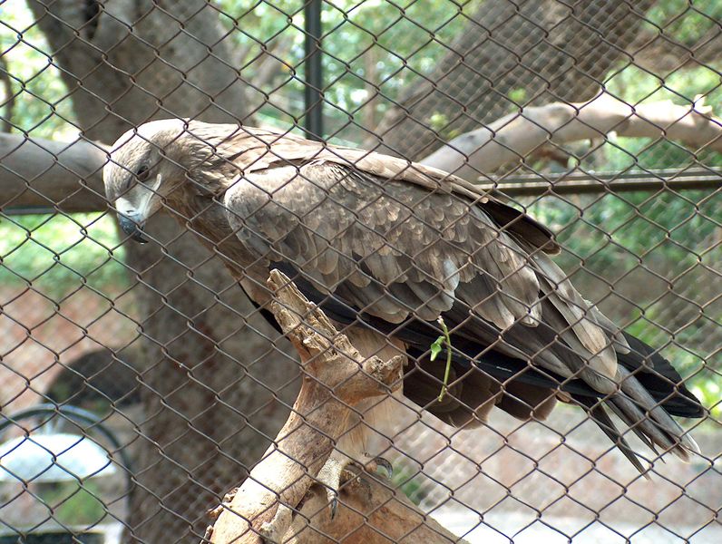 ملف:Eagle Lahore Zoo June302005.jpg