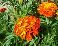 French marigold.jpg