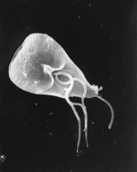 Giardia lamblia SEM 8698 lores.jpg