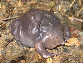Purple frog (Nasikabatrachus sahyadrensis) was discovered in 2003