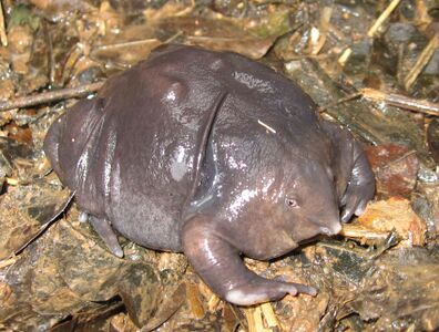 The purple frog is a species of amphibian found in India.