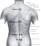 Orientation of vertebral column on surface. T3 is at level of medial part of spine of scapula. T7 is at inferior angle of the scapula. L4 is at highest point of iliac crest. S2 is at the level of posterior superior iliac spine. Furthermore, C7 is easily localized as a prominence at the lower part of the neck.[2]