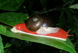 The endemic land snail Indrella ampulla
