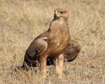 20130925 Serengeti5252 Aigle ravisseur.jpg