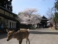 A deer in Nara, March 2004.