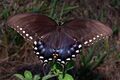 Spicebush Swallowtail in August.jpg