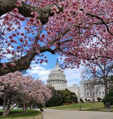U.S. Capitol grounds magnolias in March 2020.jpg