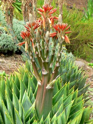 Aloe polyphylla 3.jpg