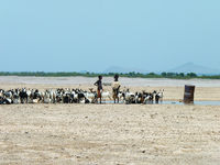 On the road toward Obock, Djibouti, a temporary pond has formed from recent rains, giving livestock a reprieve from the otherwise parched environment.