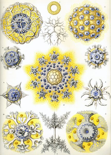 ملف:Haeckel Polycyttaria.jpg