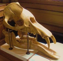 Palaeomastodon beadnelli.jpg