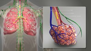 A 3D Medical illustration showing different terminating ends of Bronchial airways connected to alveoili, lung parenchyma & lymphatic vessels.