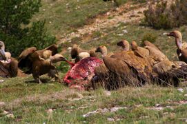 Griffon vultures scavenging a red deer carcass in Spain