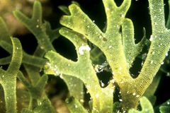 للنباتات والعديدة أكثر بالنباتات شبها تشبه الطحالب لها الحقيقية تعد الخلايا لأن الأعضاء أجزاء البنية الطحالب تعد الطحالب