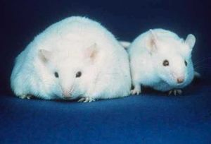 فأران أبيضان ذات حجم آذان، وعينان سوداوتان، وأنفان ورديان مشابهة. إلا أن حجم الفأر على اليسار، يبلغ ثلاثة أضعاف حجم ذاك الذي يقبع على اليمين.