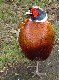 Male common pheasant.jpg