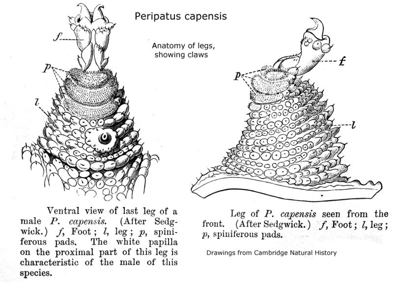 ملف:Peripatopsis capensis Leg anatomy IMG 0783a.JPG