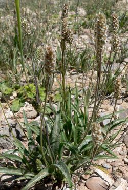 Plantago ovata form.jpg