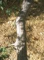 Acacia greggii Bark