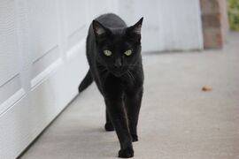تؤمن بعض الثقافات بالخرافات بشأن القطط السوداء، وتنسب إليها الحظ السعيد أو السيئ.