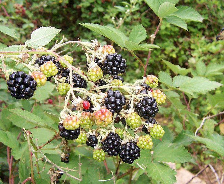ملف:Blackberry fruits10.jpg