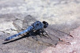 Blue basker dragonfly (Urothemis edwardsii)