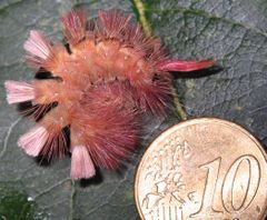 Calliteara pudibunda 9117.jpg