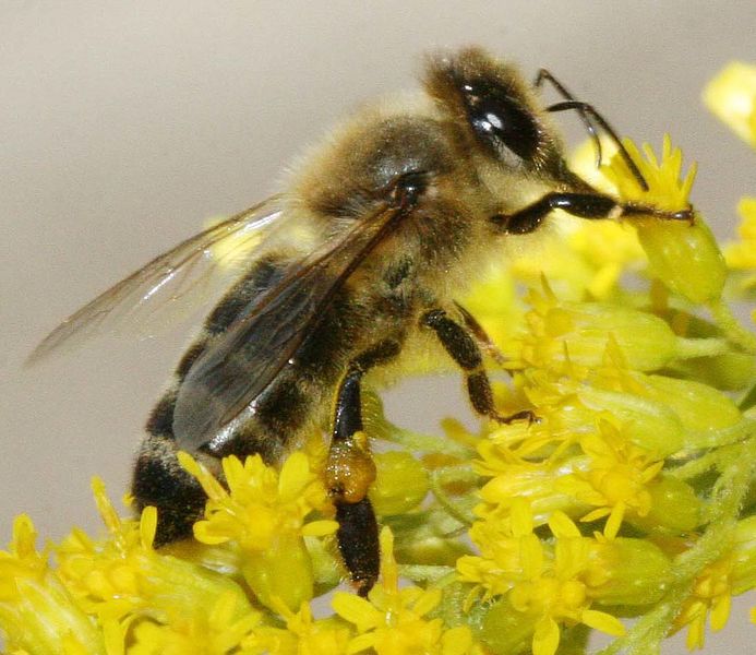 ملف:Carnica bee on solidago.jpg
