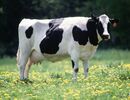 Cow female black white.jpg