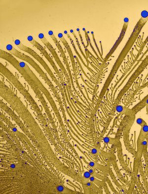 Paenibacillus vortex.jpg