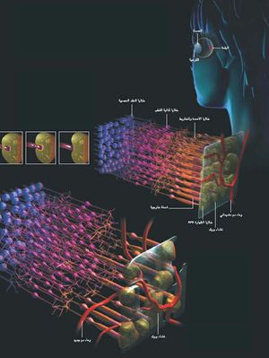 SCI2003b19N1 H03 002762.jpg