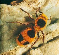 الشكل (5): النمل المخملي الشرقي Dasymutilla occidentalis من الموليديات