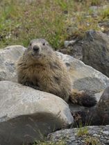 Alpine marmot, Vanoise National Park, French Alps