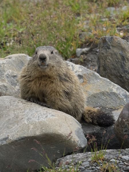 ملف:Alpine Marmot portrait.jpg