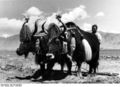 Farmer with decorated yaks near Shigatse. 1938.