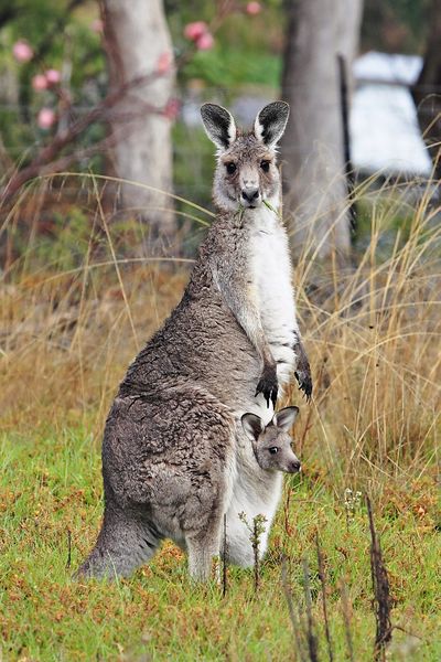 ملف:Kangaroo and joey03.jpg