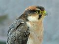 Lanner falcon at Plettenberg Bay, South Africa