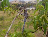 Aust blue dragonfly02.jpg