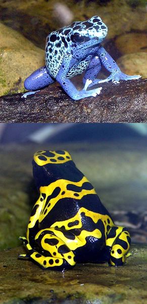 ملف:Blue-poison.dart.frog.and.Yellow-banded.dart.frog.arp.jpg