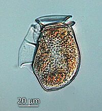 The dinoflagellate Dinophysis acuta