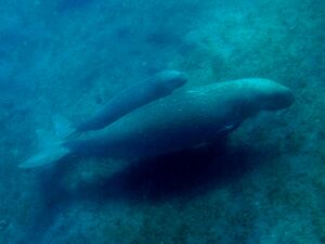 A dugong mother with a calf half its size traveling just above the seabed