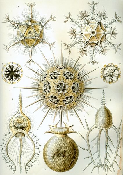 ملف:Haeckel Phaeodaria 1.jpg