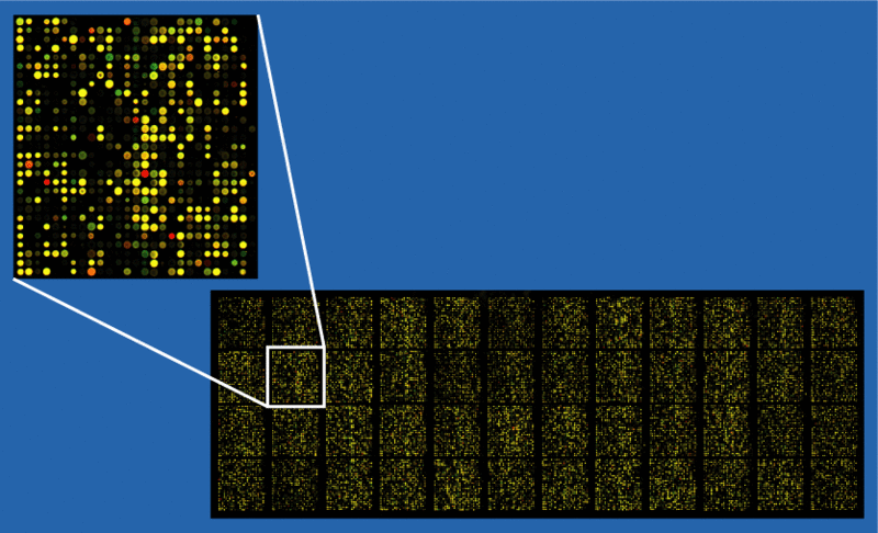 ملف:Microarray2.gif