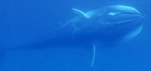 Omura's whale.jpg