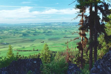 View of the Palouse fields from Kamiak Butte, early summer