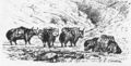 Yaks with loads. 1870s