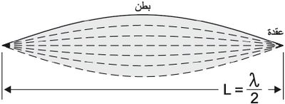 شكل العقد والبطون.jpg